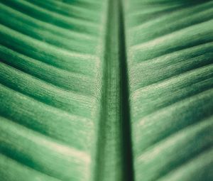 Preview wallpaper leaf, surface, macro, veins, green