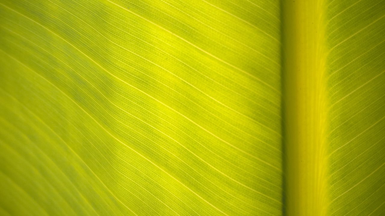 Wallpaper leaf, surface, veins, macro, green