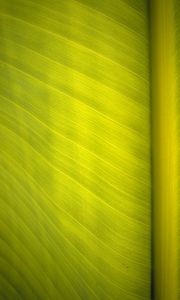 Preview wallpaper leaf, surface, veins, macro, green