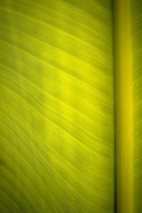 Preview wallpaper leaf, surface, veins, macro, green
