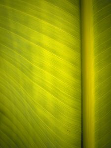 Preview wallpaper leaf, surface, veins, macro, green