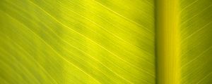 Preview wallpaper leaf, surface, veins, macro, green