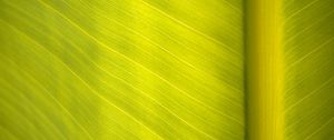 Preview wallpaper leaf, surface, veins, macro, green