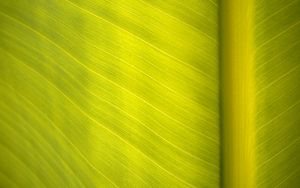 Preview wallpaper leaf, surface, veins, macro, green