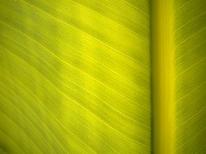 Preview wallpaper leaf, surface, veins, macro, green