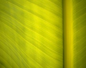 Preview wallpaper leaf, surface, veins, macro, green