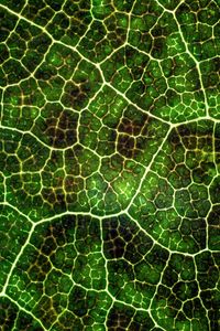 Preview wallpaper leaf, texture, macro, surface, plant, veins, lines, green, photosynthesis