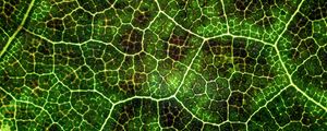 Preview wallpaper leaf, texture, macro, surface, plant, veins, lines, green, photosynthesis