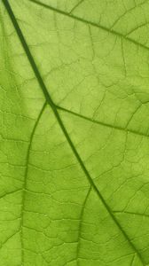 Preview wallpaper leaf, texture, surface, veins, macro, green