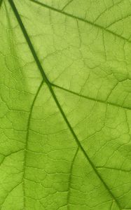 Preview wallpaper leaf, texture, surface, veins, macro, green