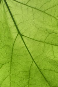 Preview wallpaper leaf, texture, surface, veins, macro, green