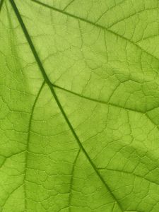 Preview wallpaper leaf, texture, surface, veins, macro, green