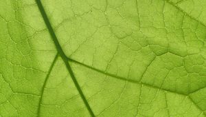 Preview wallpaper leaf, texture, surface, veins, macro, green