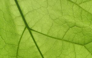 Preview wallpaper leaf, texture, surface, veins, macro, green