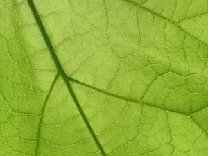 Preview wallpaper leaf, texture, surface, veins, macro, green