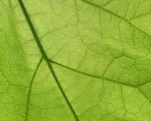 Preview wallpaper leaf, texture, surface, veins, macro, green