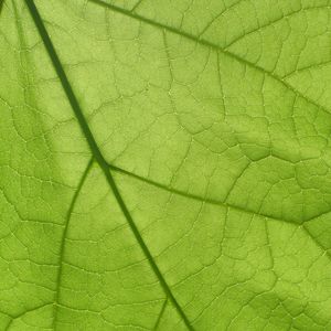 Preview wallpaper leaf, texture, surface, veins, macro, green