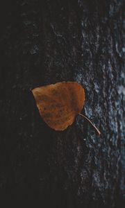 Preview wallpaper leaf, tree, bark, macro, autumn