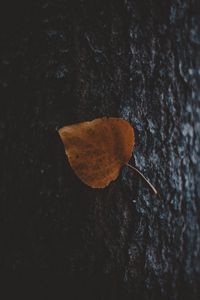 Preview wallpaper leaf, tree, bark, macro, autumn