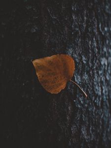 Preview wallpaper leaf, tree, bark, macro, autumn