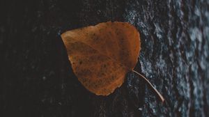 Preview wallpaper leaf, tree, bark, macro, autumn