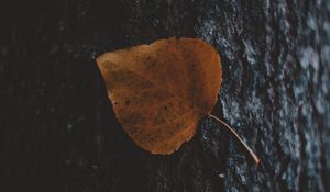 Preview wallpaper leaf, tree, bark, macro, autumn