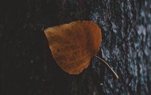 Preview wallpaper leaf, tree, bark, macro, autumn