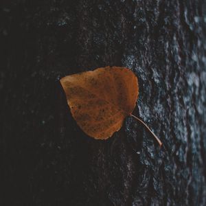 Preview wallpaper leaf, tree, bark, macro, autumn