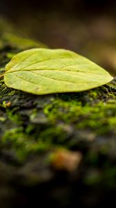 Preview wallpaper leaf, tree, moss, macro