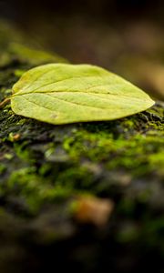 Preview wallpaper leaf, tree, moss, macro