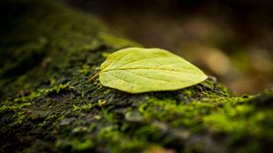 Preview wallpaper leaf, tree, moss, macro
