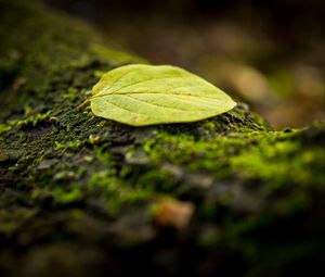 Preview wallpaper leaf, tree, moss, macro