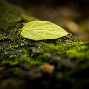 Preview wallpaper leaf, tree, moss, macro