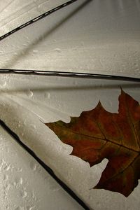 Preview wallpaper leaf, umbrella, yellow, maple, autumn, drops