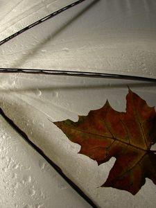 Preview wallpaper leaf, umbrella, yellow, maple, autumn, drops