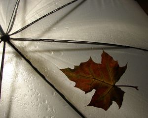 Preview wallpaper leaf, umbrella, yellow, maple, autumn, drops