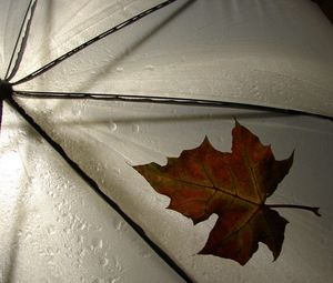 Preview wallpaper leaf, umbrella, yellow, maple, autumn, drops