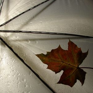 Preview wallpaper leaf, umbrella, yellow, maple, autumn, drops