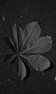 Preview wallpaper leaf, veins, asphalt, macro, black and white, black