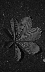 Preview wallpaper leaf, veins, asphalt, macro, black and white, black