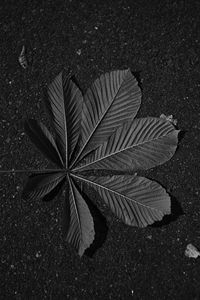 Preview wallpaper leaf, veins, asphalt, macro, black and white, black