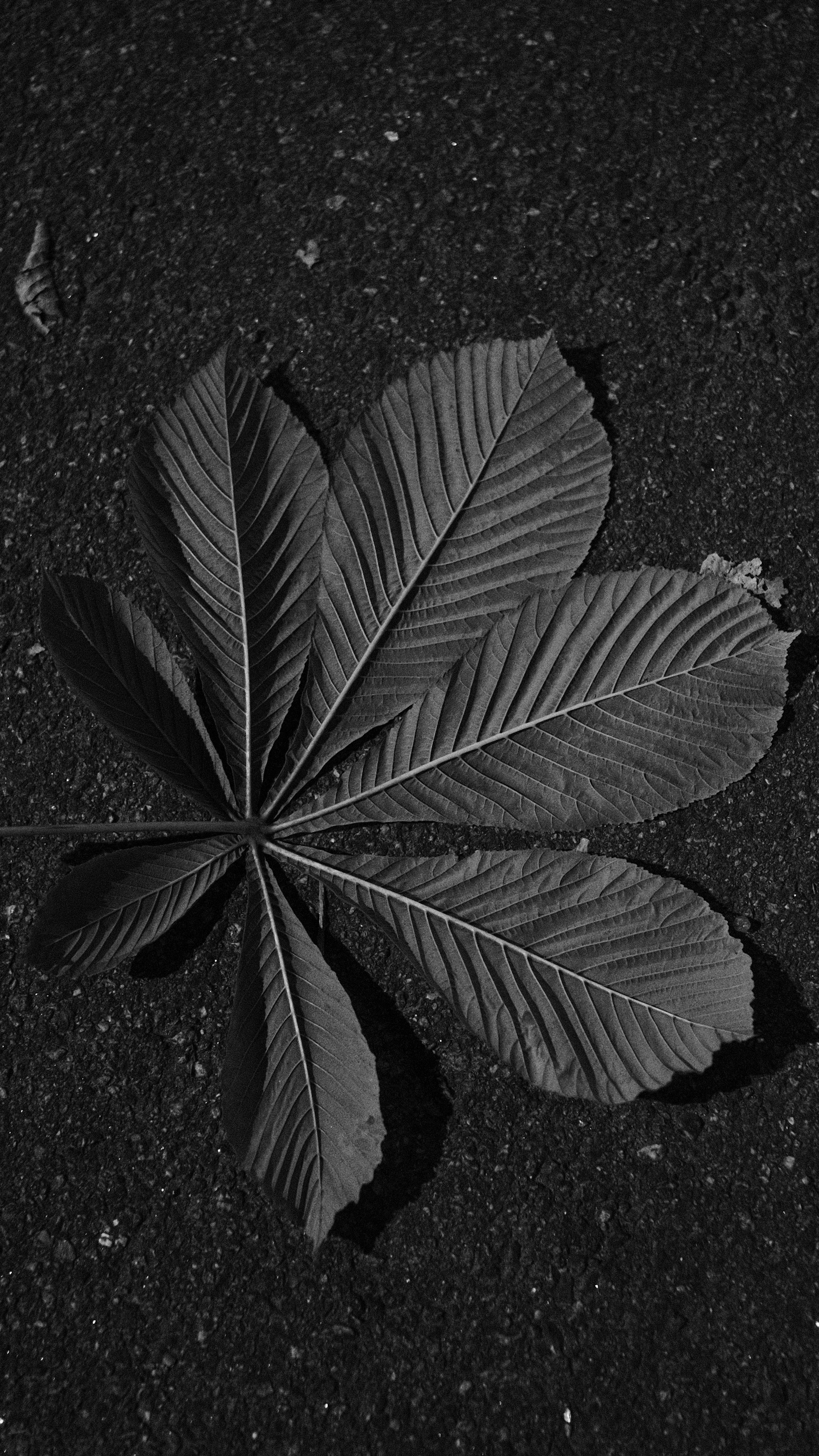 2160x3840 Wallpaper leaf, veins, asphalt, macro, black and white, black