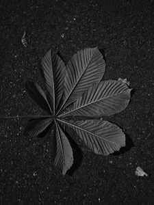 Preview wallpaper leaf, veins, asphalt, macro, black and white, black