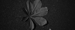 Preview wallpaper leaf, veins, asphalt, macro, black and white, black