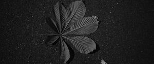 Preview wallpaper leaf, veins, asphalt, macro, black and white, black