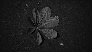 Preview wallpaper leaf, veins, asphalt, macro, black and white, black