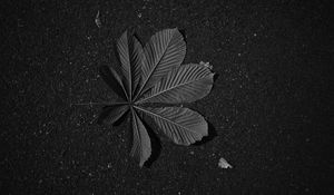 Preview wallpaper leaf, veins, asphalt, macro, black and white, black