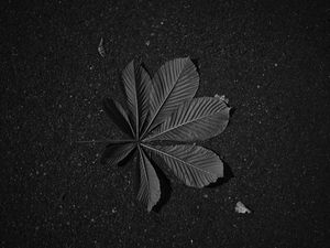 Preview wallpaper leaf, veins, asphalt, macro, black and white, black