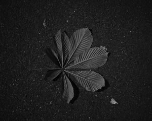 Preview wallpaper leaf, veins, asphalt, macro, black and white, black