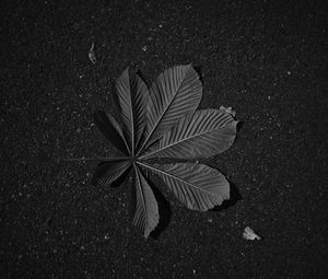 Preview wallpaper leaf, veins, asphalt, macro, black and white, black